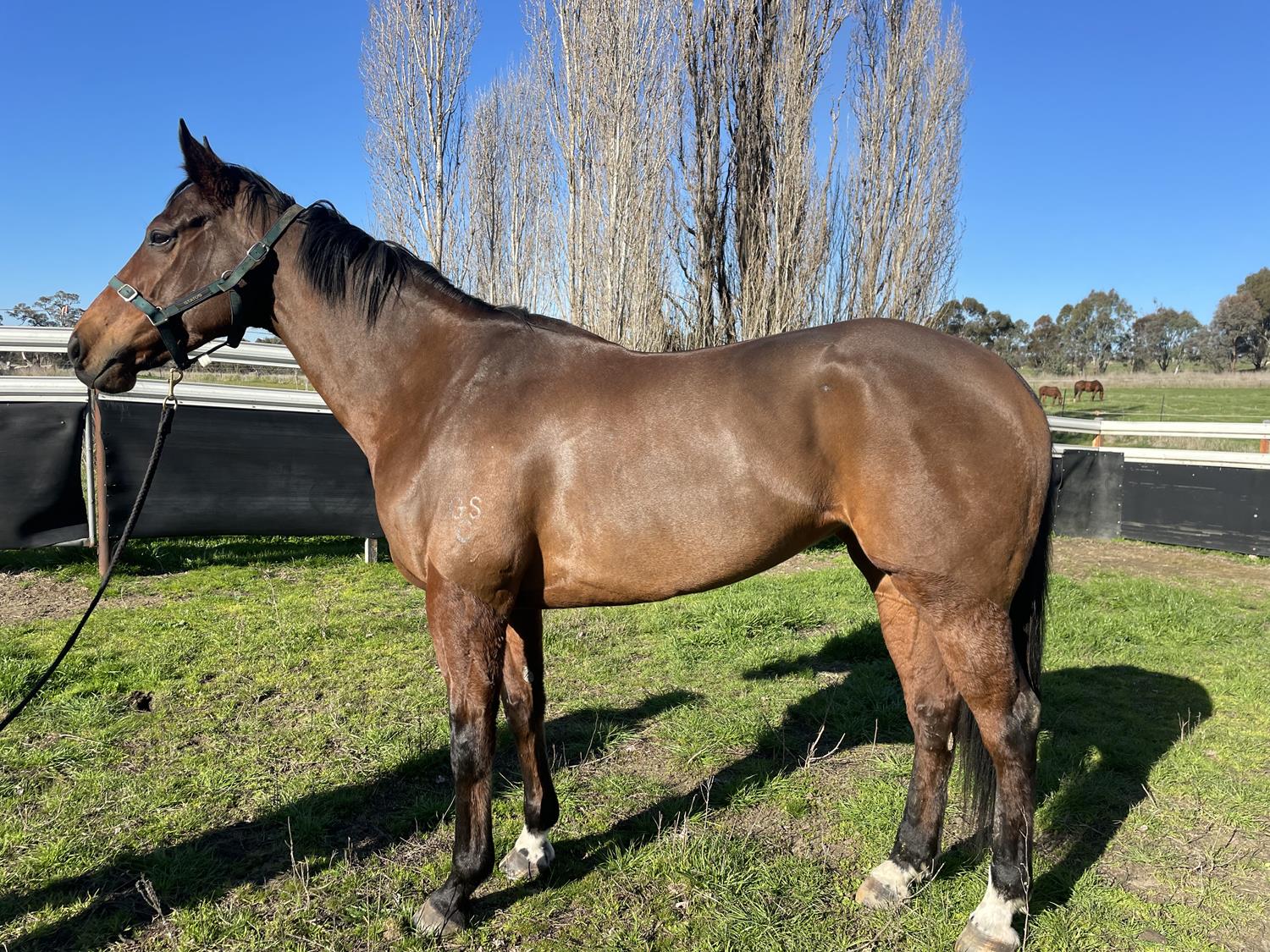 2023 JULY (Late) Online Sale Inglis Digital Online Auctions
